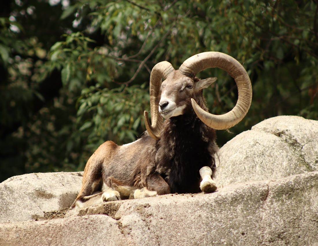 muflon 2