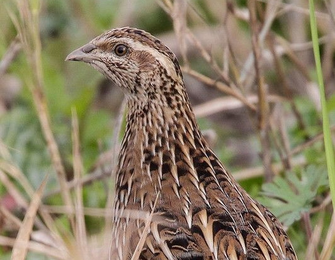 prepelica pucpura